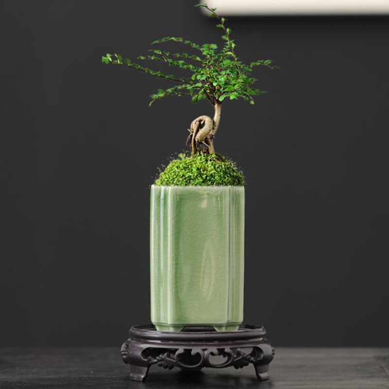 Orchid Potting Mix - Porcelana quadrada celadon vitrificada orquídea vaso