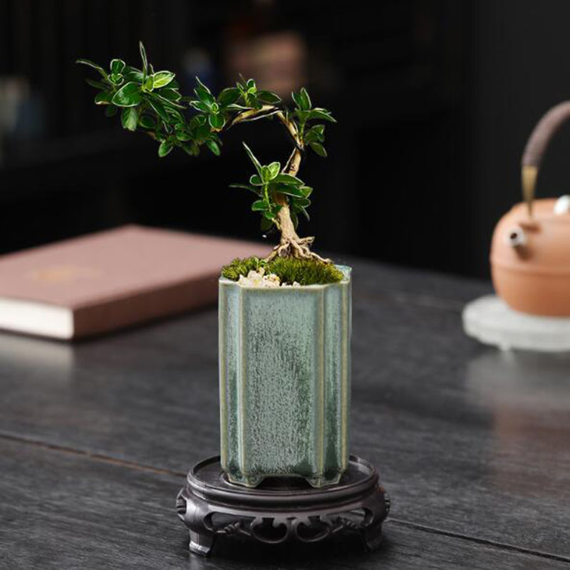 Porcelana quadrada celadon vit - Orchid Potting Mix avaliação e preço