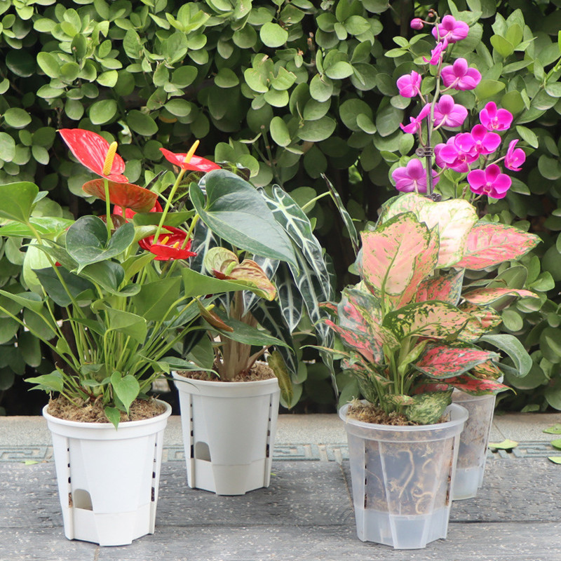 Transparente Plastic Orchid Po - Orchid Potting Mix avaliação e preço